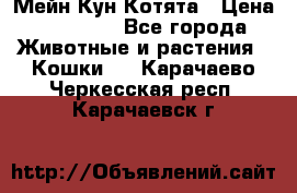 Мейн Кун Котята › Цена ­ 15 000 - Все города Животные и растения » Кошки   . Карачаево-Черкесская респ.,Карачаевск г.